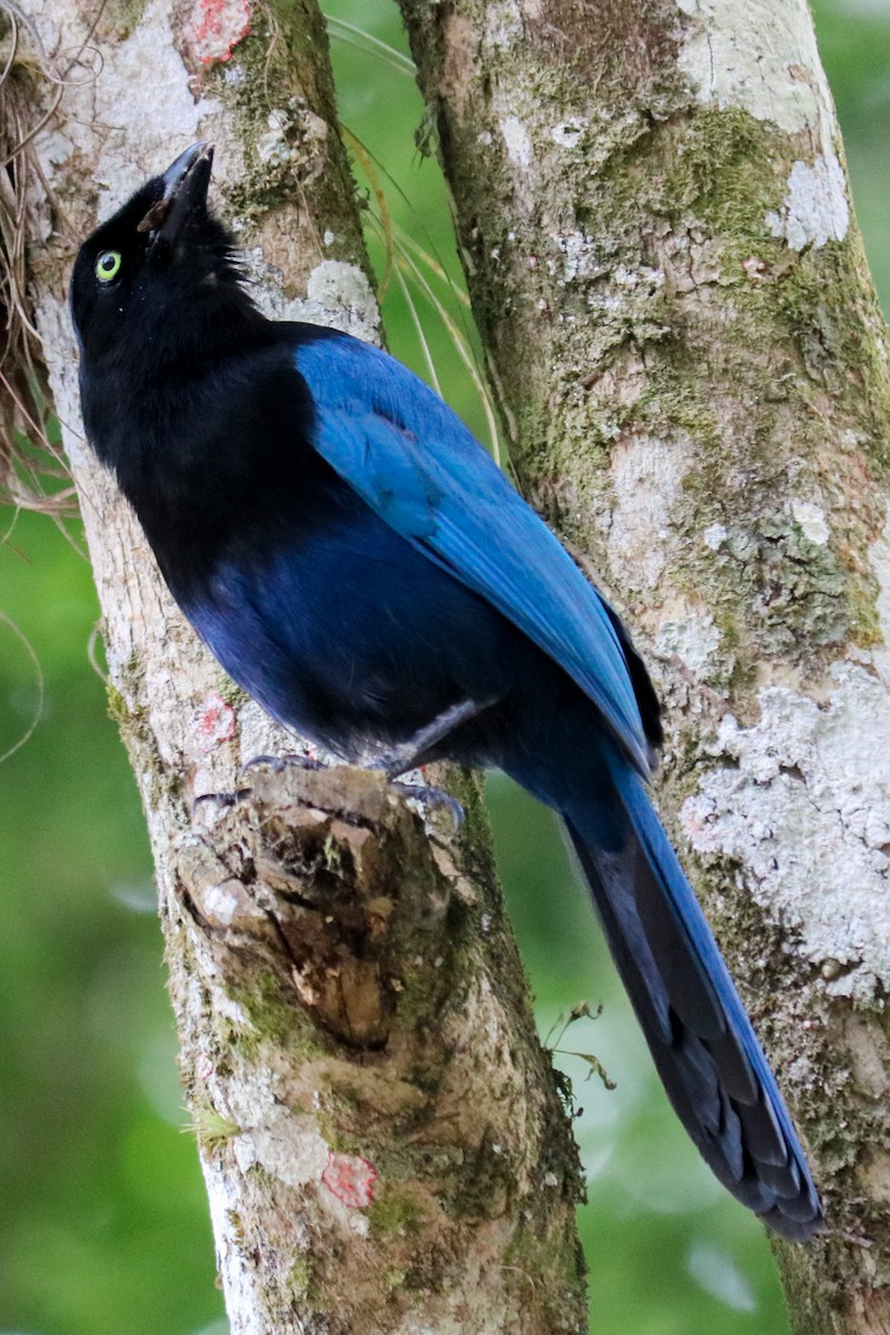 Bushy-crested Jay - ML445097601