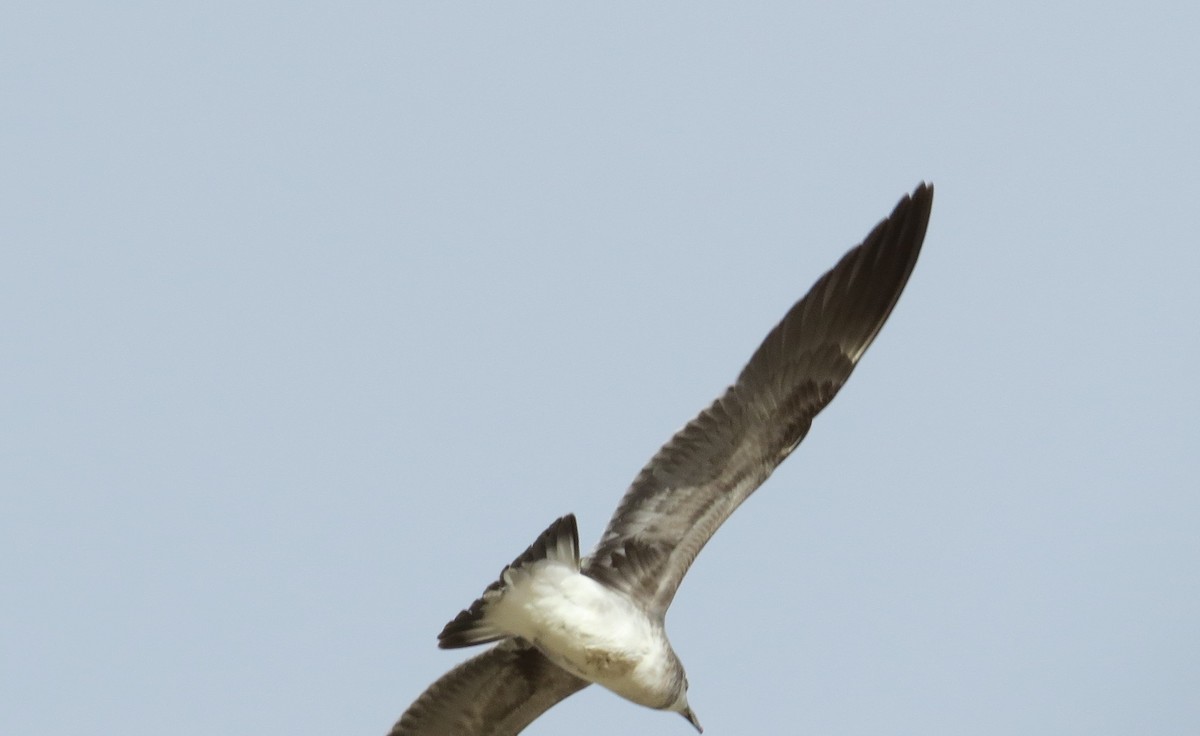 Gaviota Guanaguanare - ML44509941