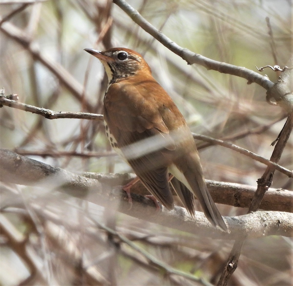 Wood Thrush - ML445099651