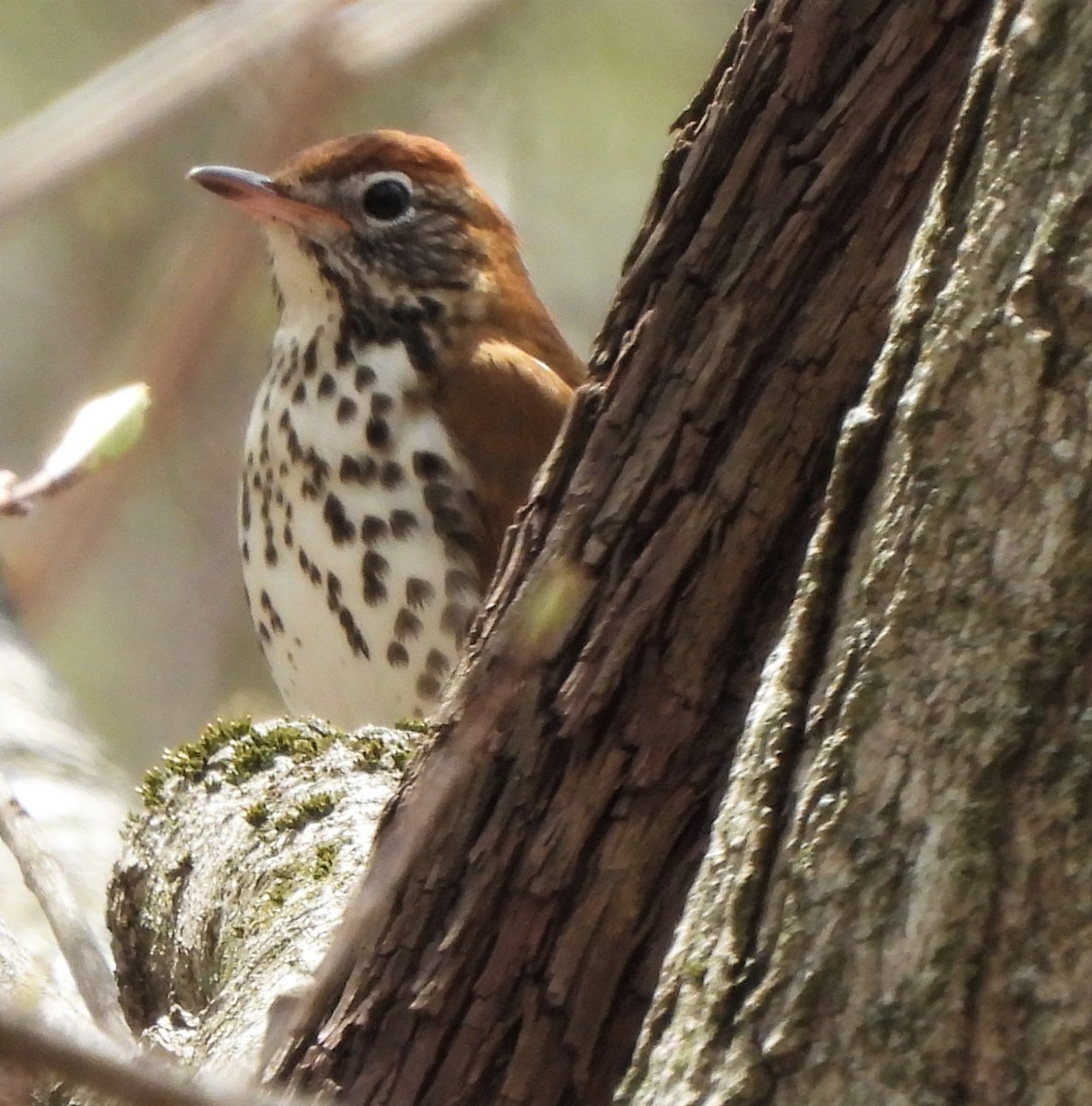 Wood Thrush - ML445099661