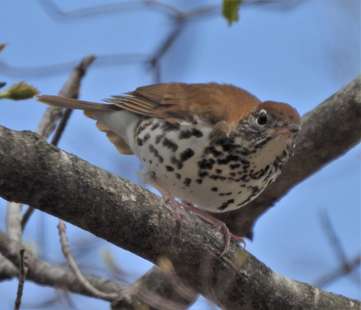 Wood Thrush - Paul McKenzie