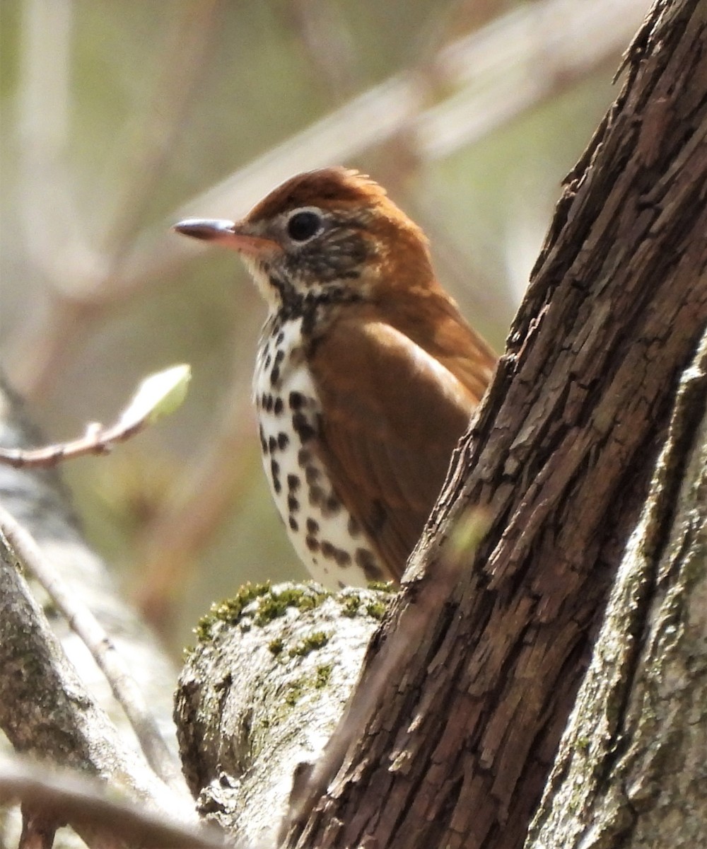 Wood Thrush - ML445099681