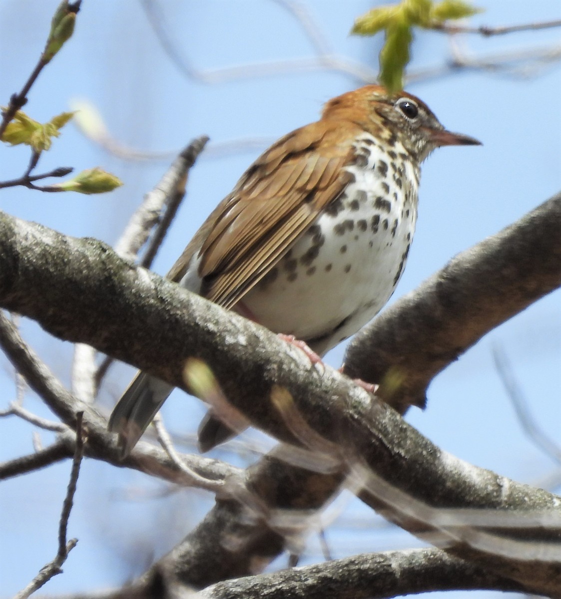 Wood Thrush - ML445099701