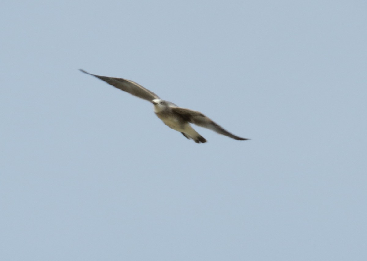 Mouette atricille - ML44509971