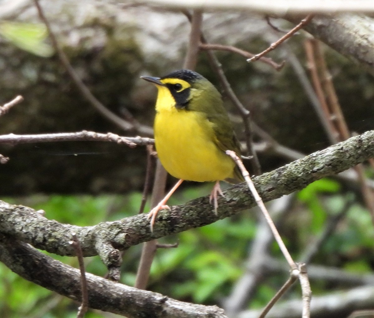 Kentucky Warbler - ML445099991