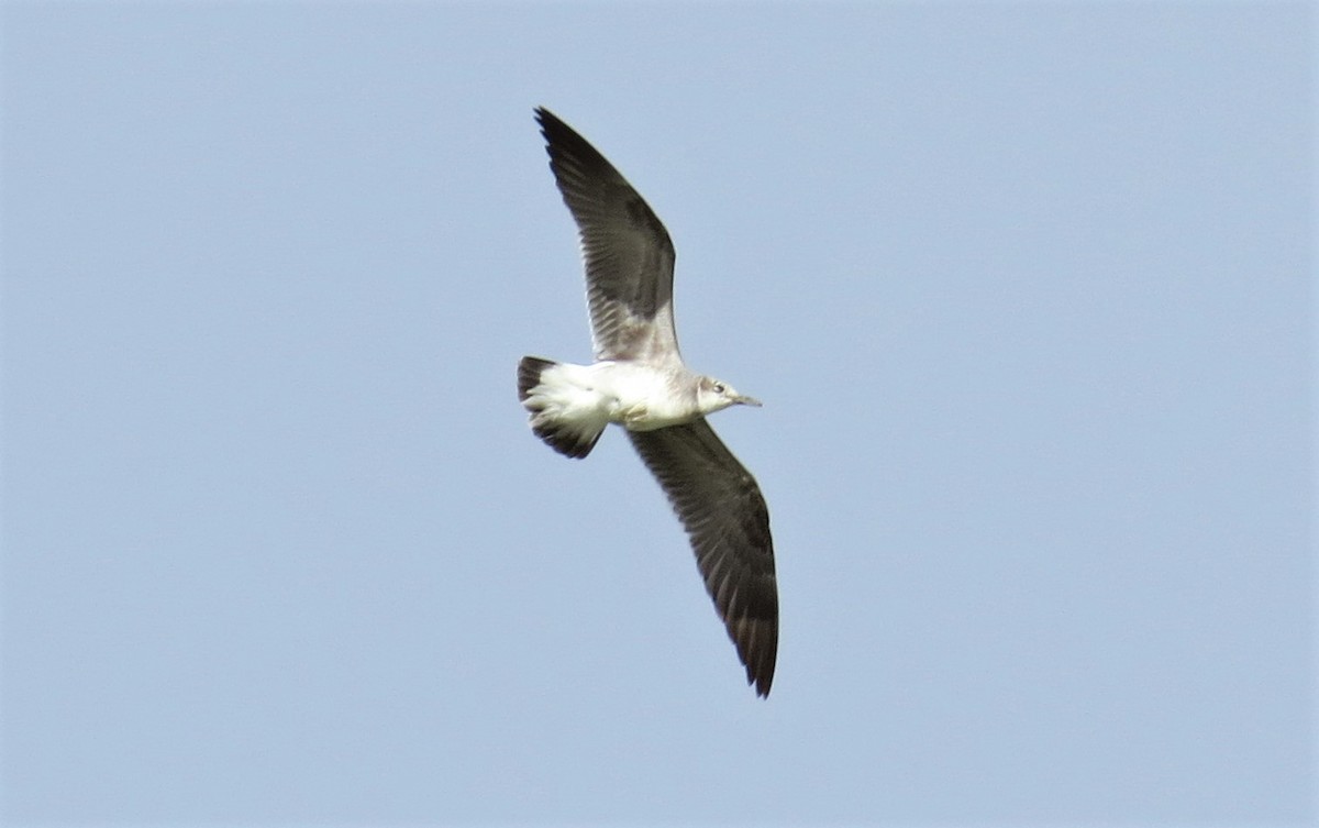 Mouette atricille - ML44510031