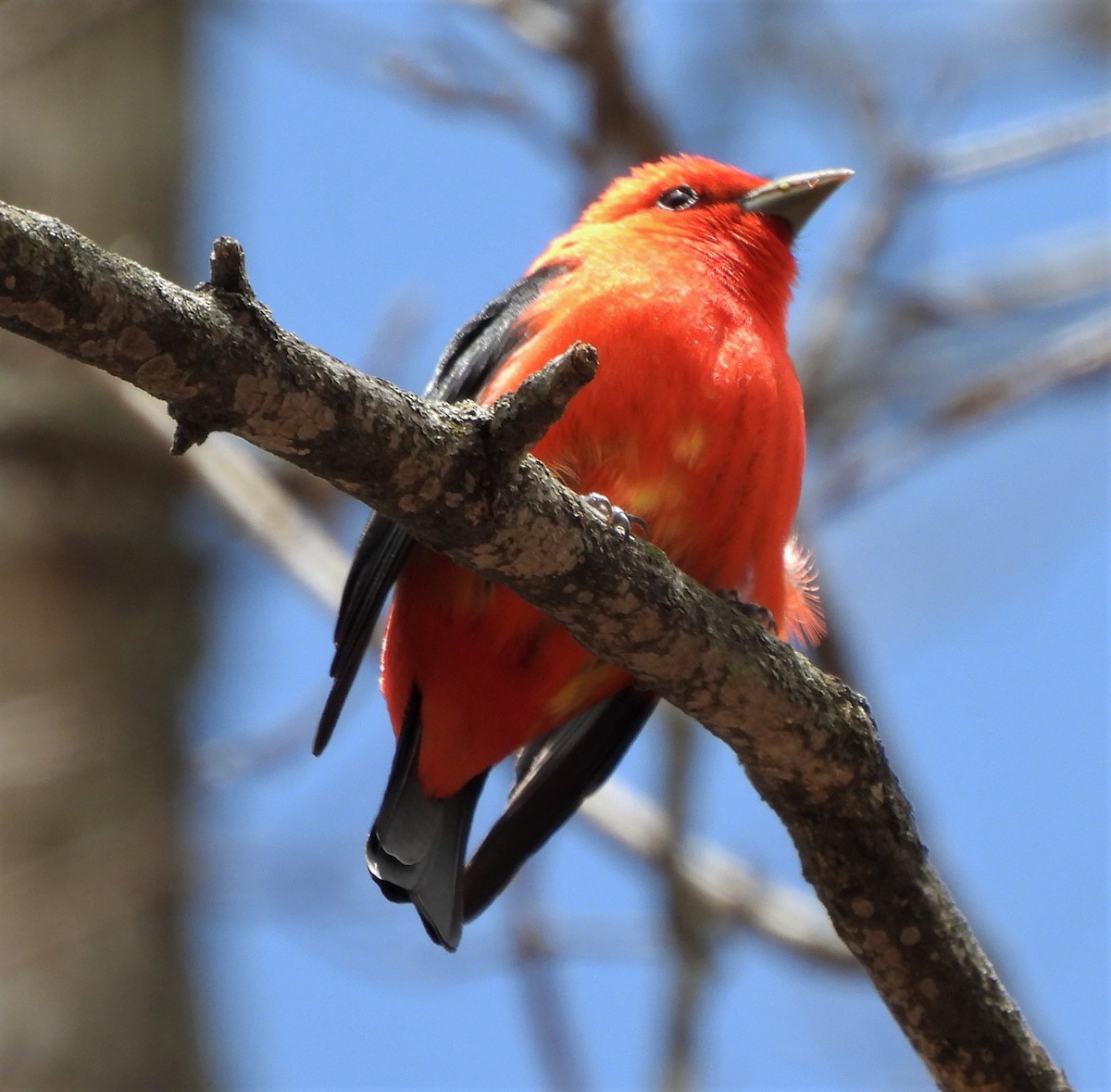 Scarlet Tanager - ML445100341