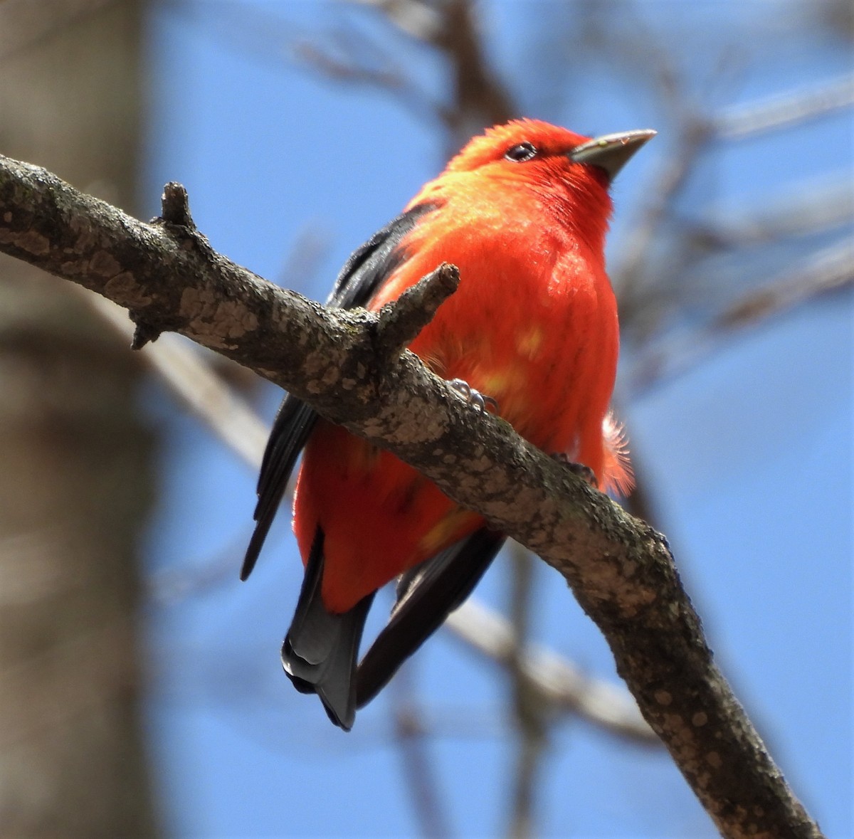 Scarlet Tanager - Paul McKenzie