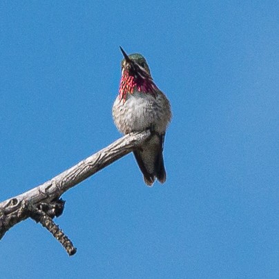 Calliope Hummingbird - ML445100971