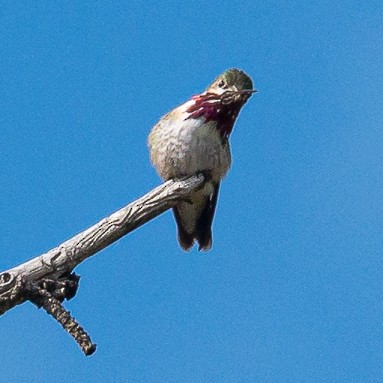 Calliope Hummingbird - ML445101001