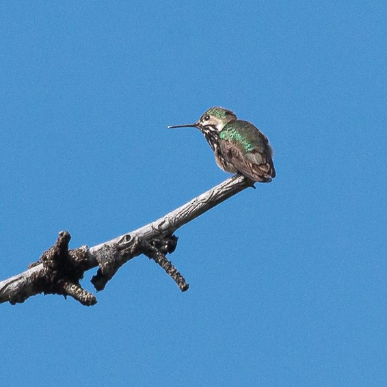 Calliope Hummingbird - ML445101011