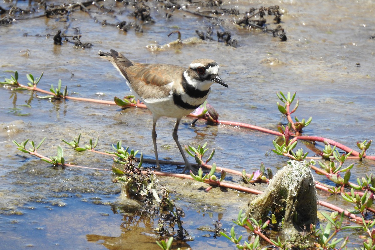 Killdeer - Ana Rios