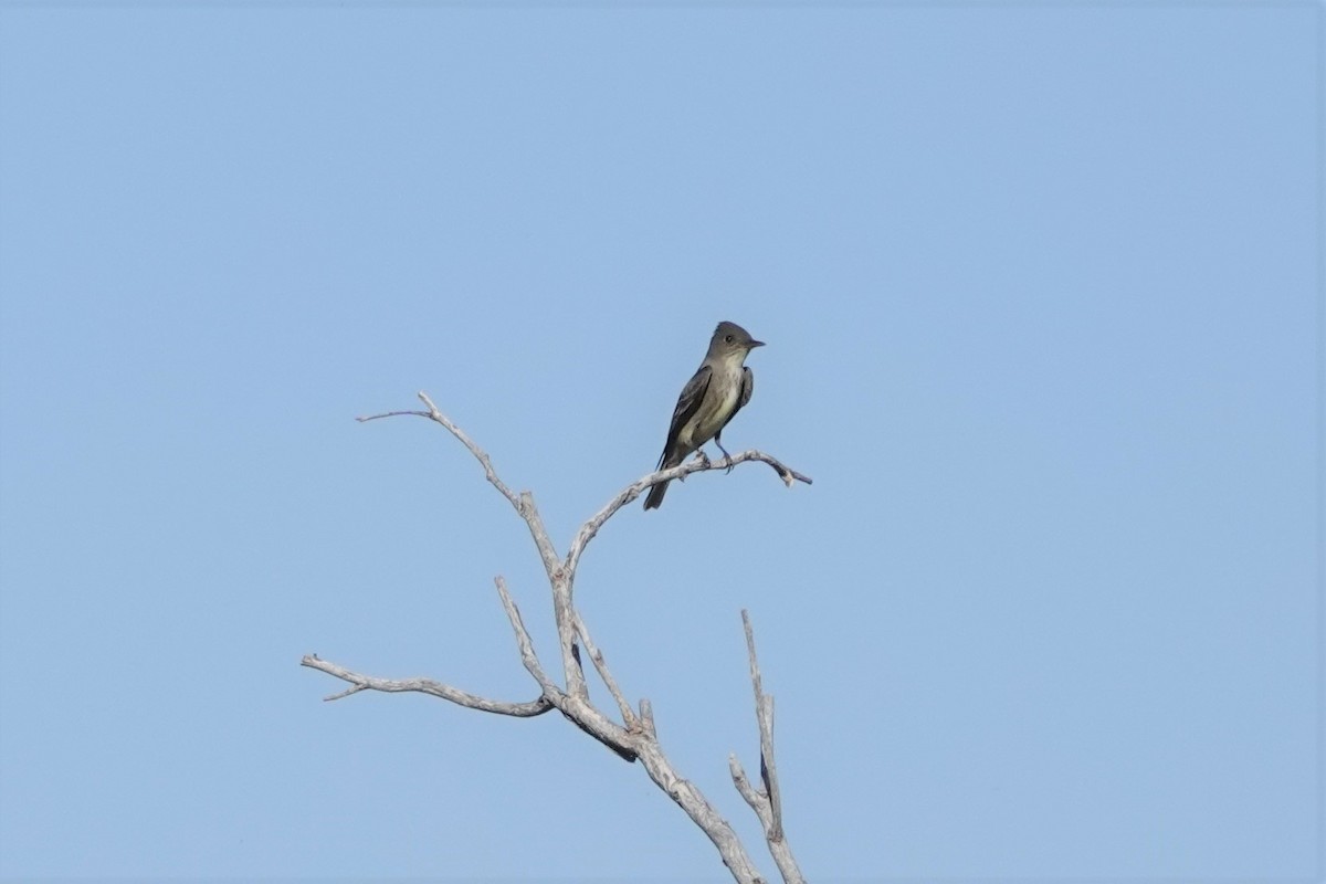 Olive-sided Flycatcher - ML445104421