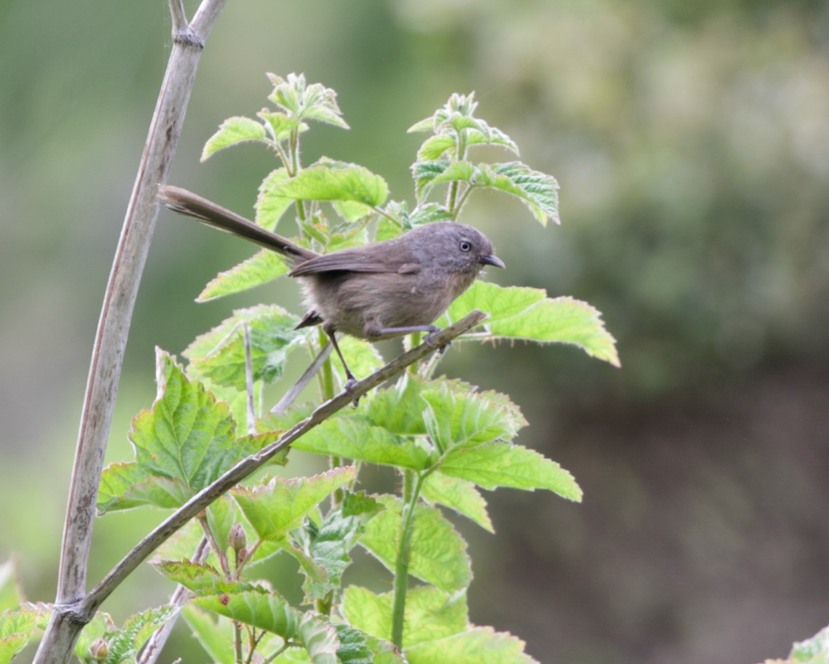 Wrentit - ML445106621