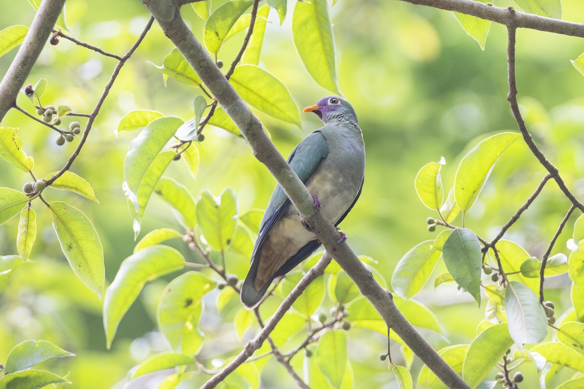 Jambu Fruit-Dove - ML445107011