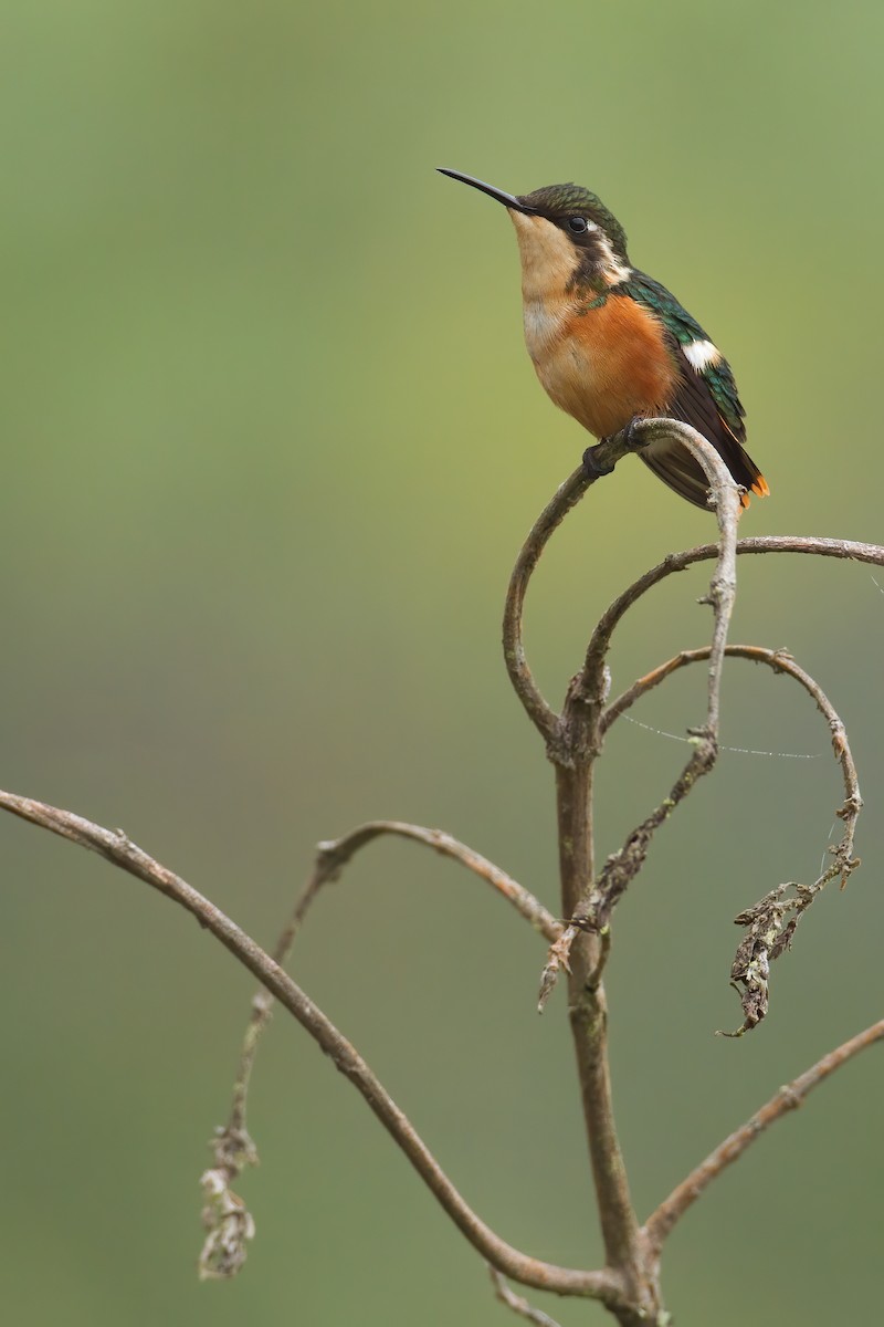 Colibri de Santa Marta - ML445108211