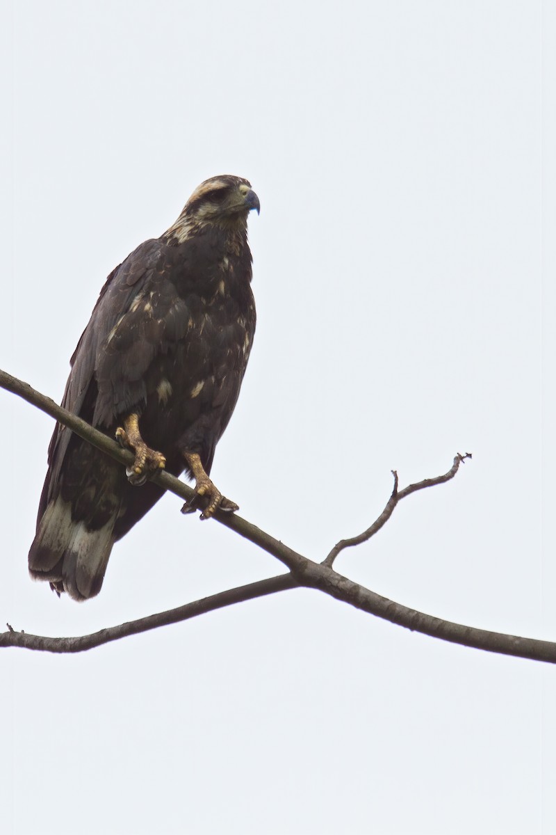 Solitary Eagle - ML445108991