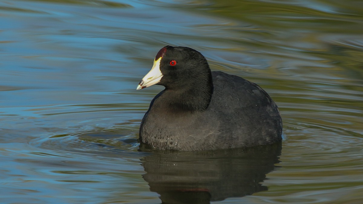 American Coot - ML445109051