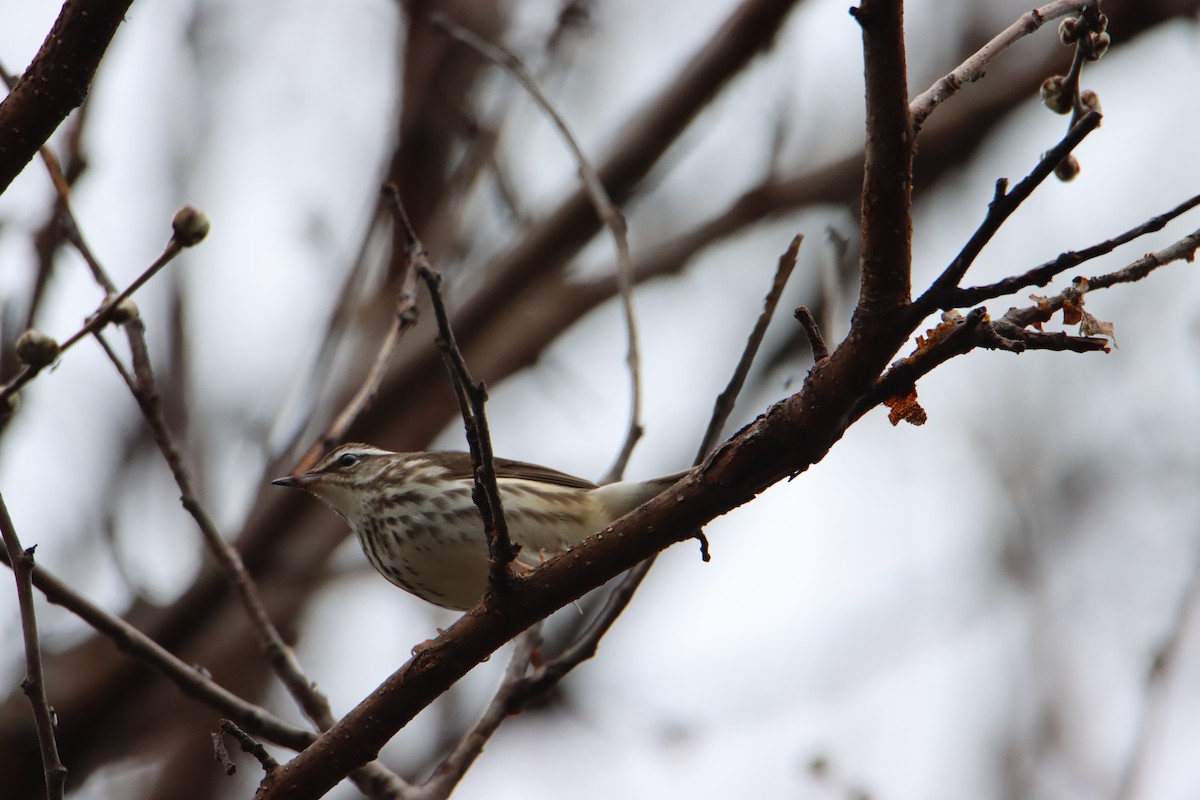 Louisiana Waterthrush - ML445109151