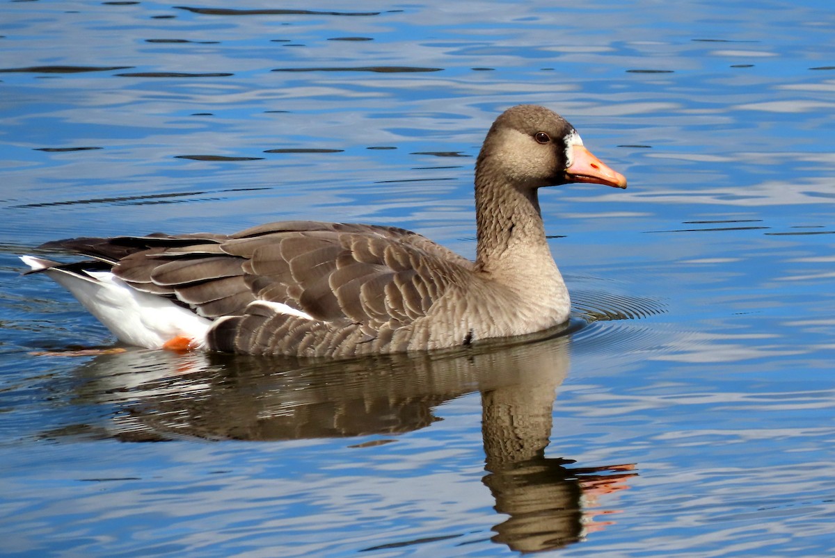 Greater White-fronted Goose - ML445109451