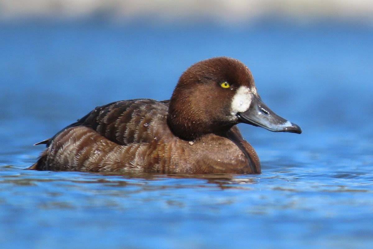 Greater Scaup - ML445109531
