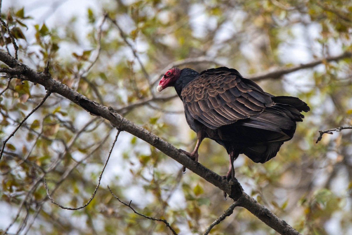 Turkey Vulture - Corinna Cooke