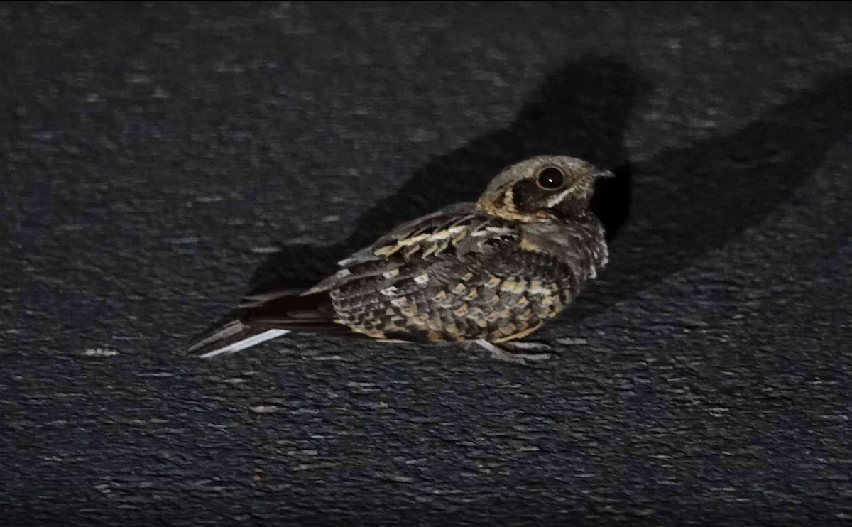 Indian Nightjar - ML445113491