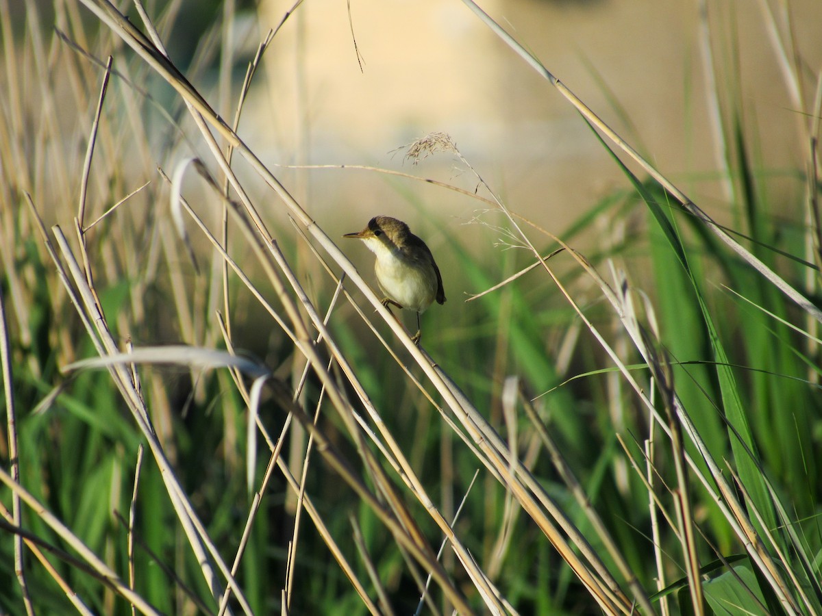 Great Reed Warbler - ML445114241