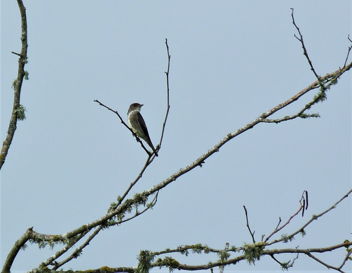 Olive-sided Flycatcher - ML445115291