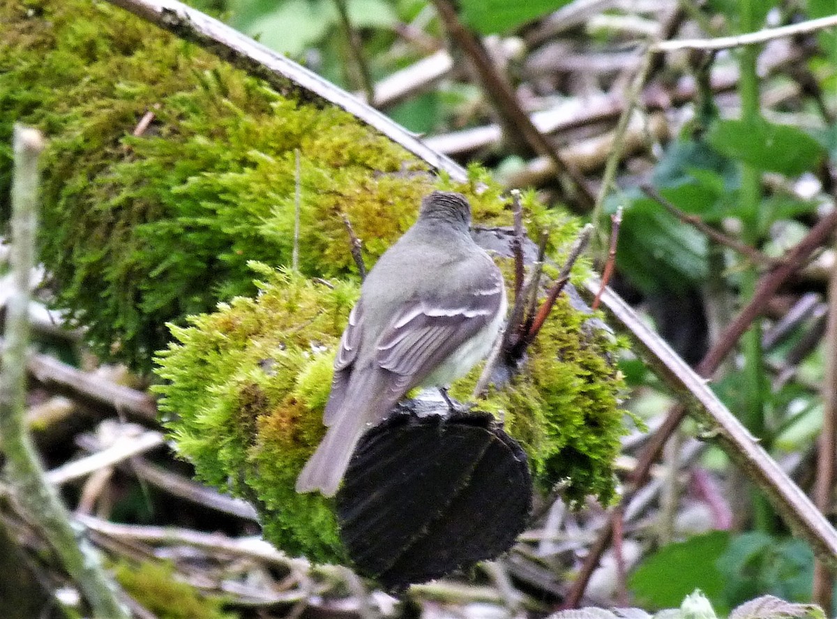 Hammond's Flycatcher - ML445115851