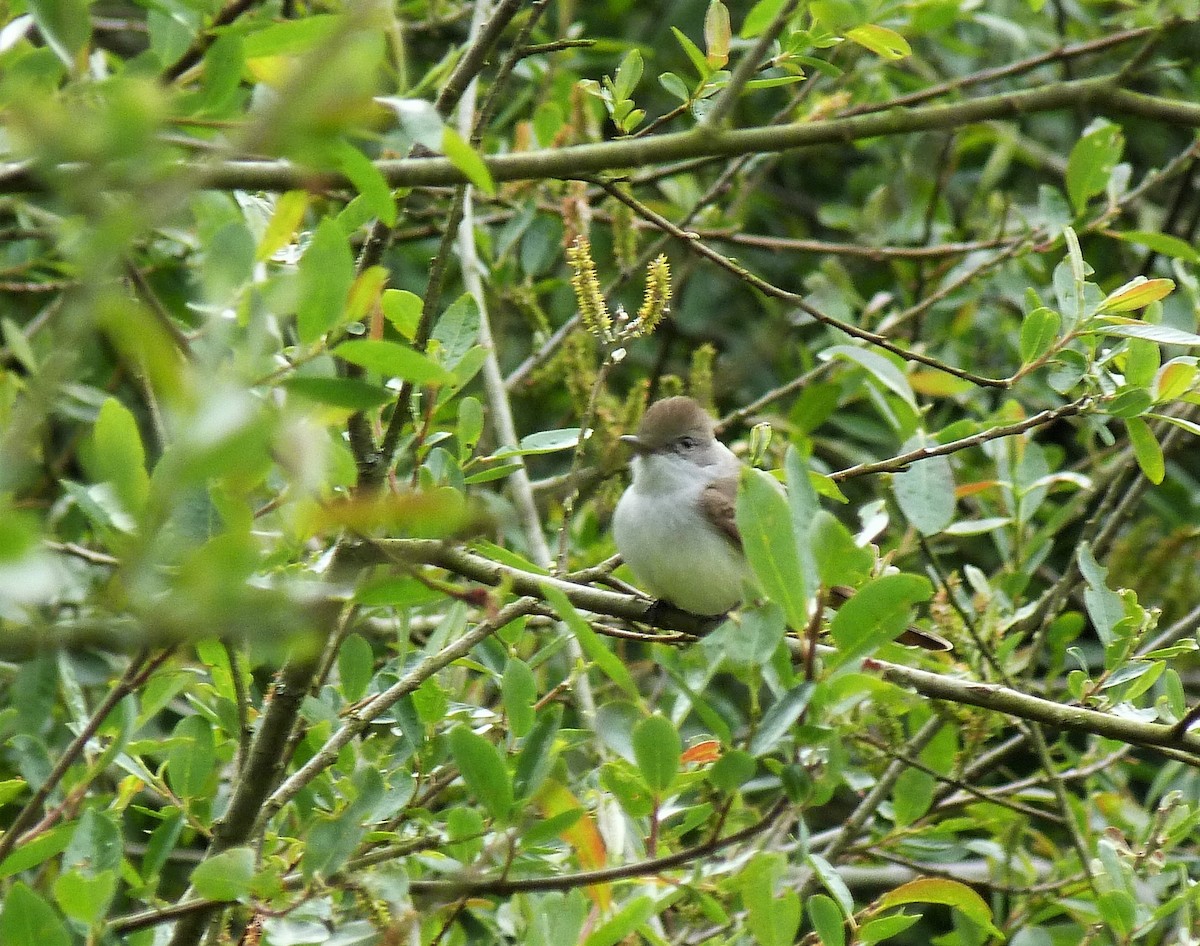 Ash-throated Flycatcher - ML445115941