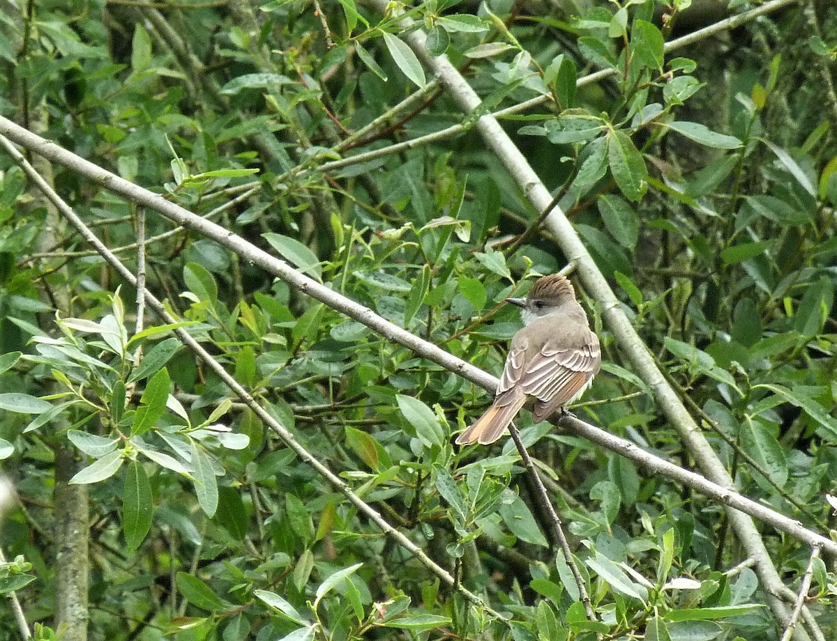 Ash-throated Flycatcher - ML445115951