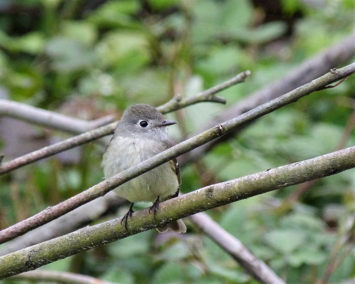 Hammond's Flycatcher - ML445115961