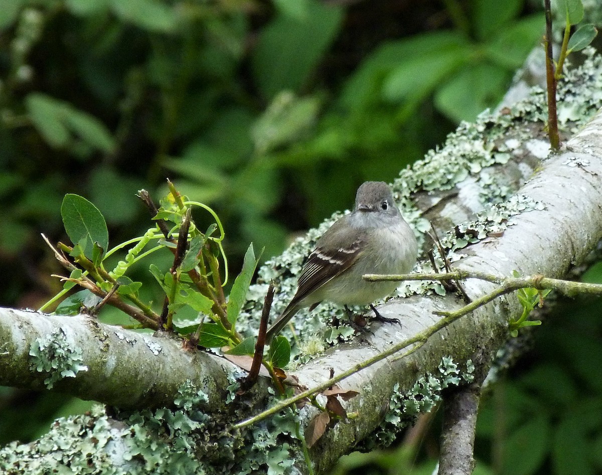 Hammond's Flycatcher - ML445115971