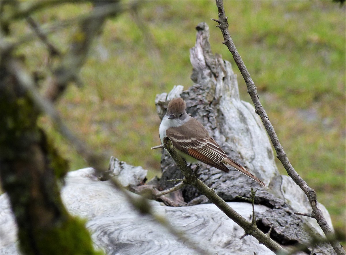 Ash-throated Flycatcher - ML445115981