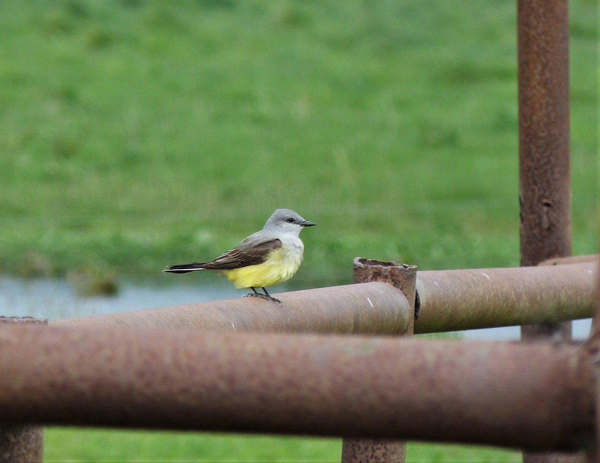 Western Kingbird - ML445116291