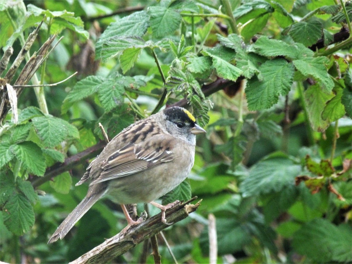 Golden-crowned Sparrow - ML445116511