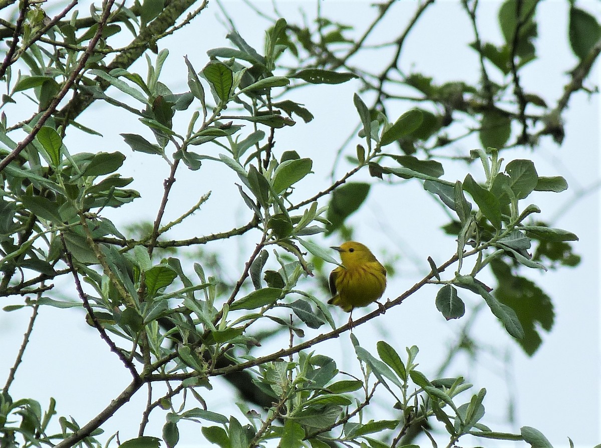 Yellow Warbler - ML445116681