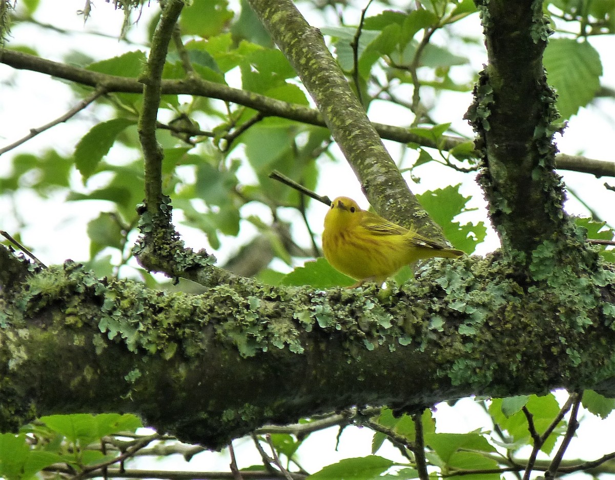 Yellow Warbler - ML445116691