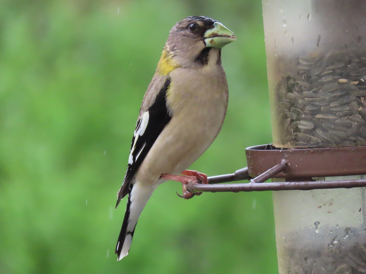 Evening Grosbeak - Anonymous