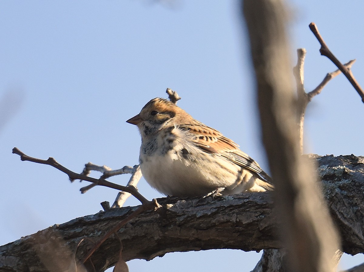 Lapland Longspur - ML44511671