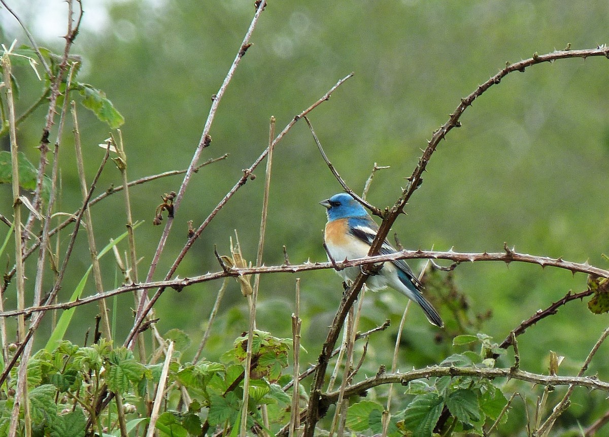 Lazuli Bunting - ML445116811