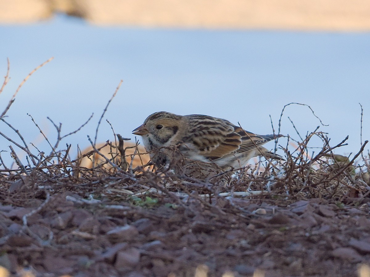 Lapland Longspur - ML44511691