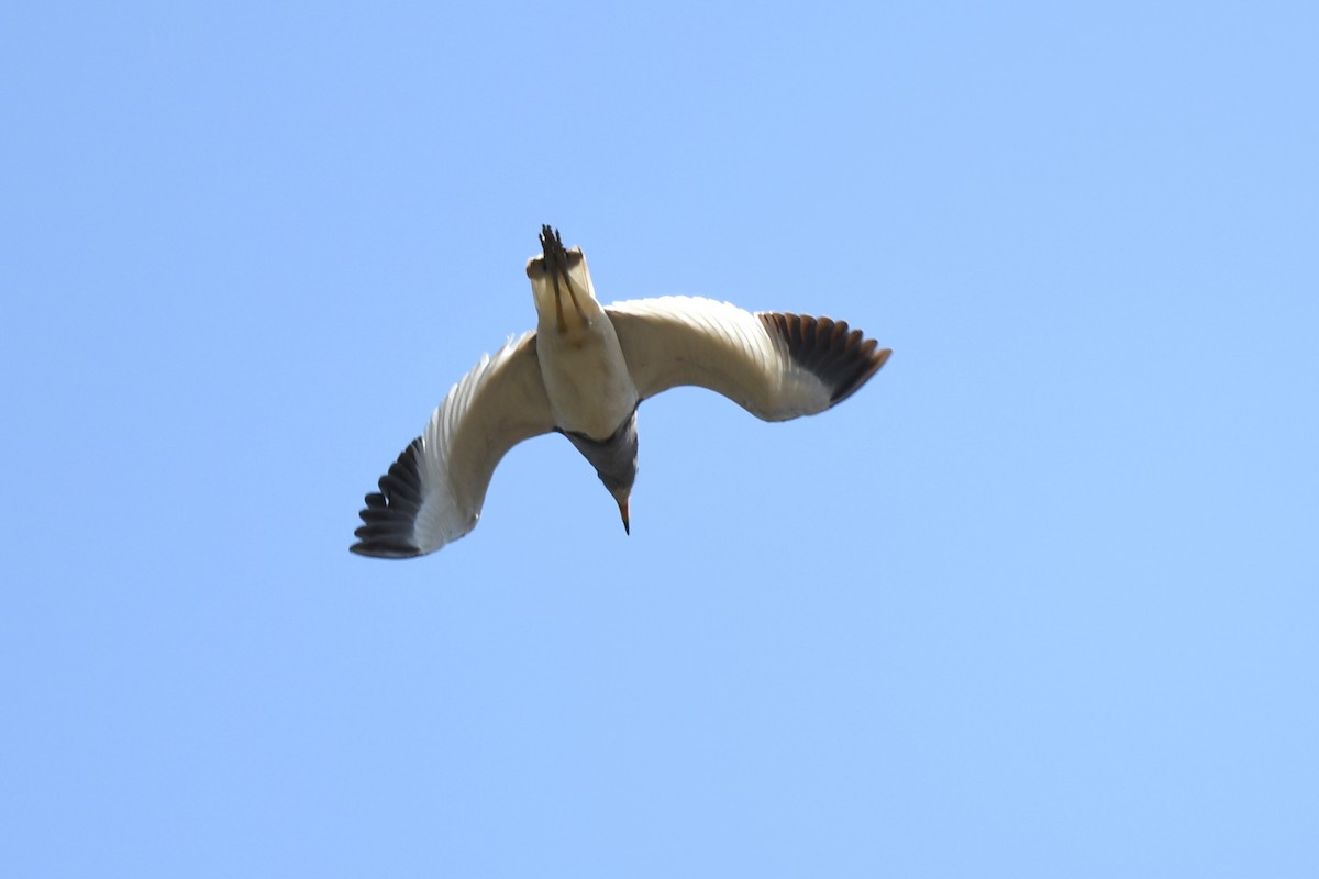 Gray-headed Lapwing - ML445117211