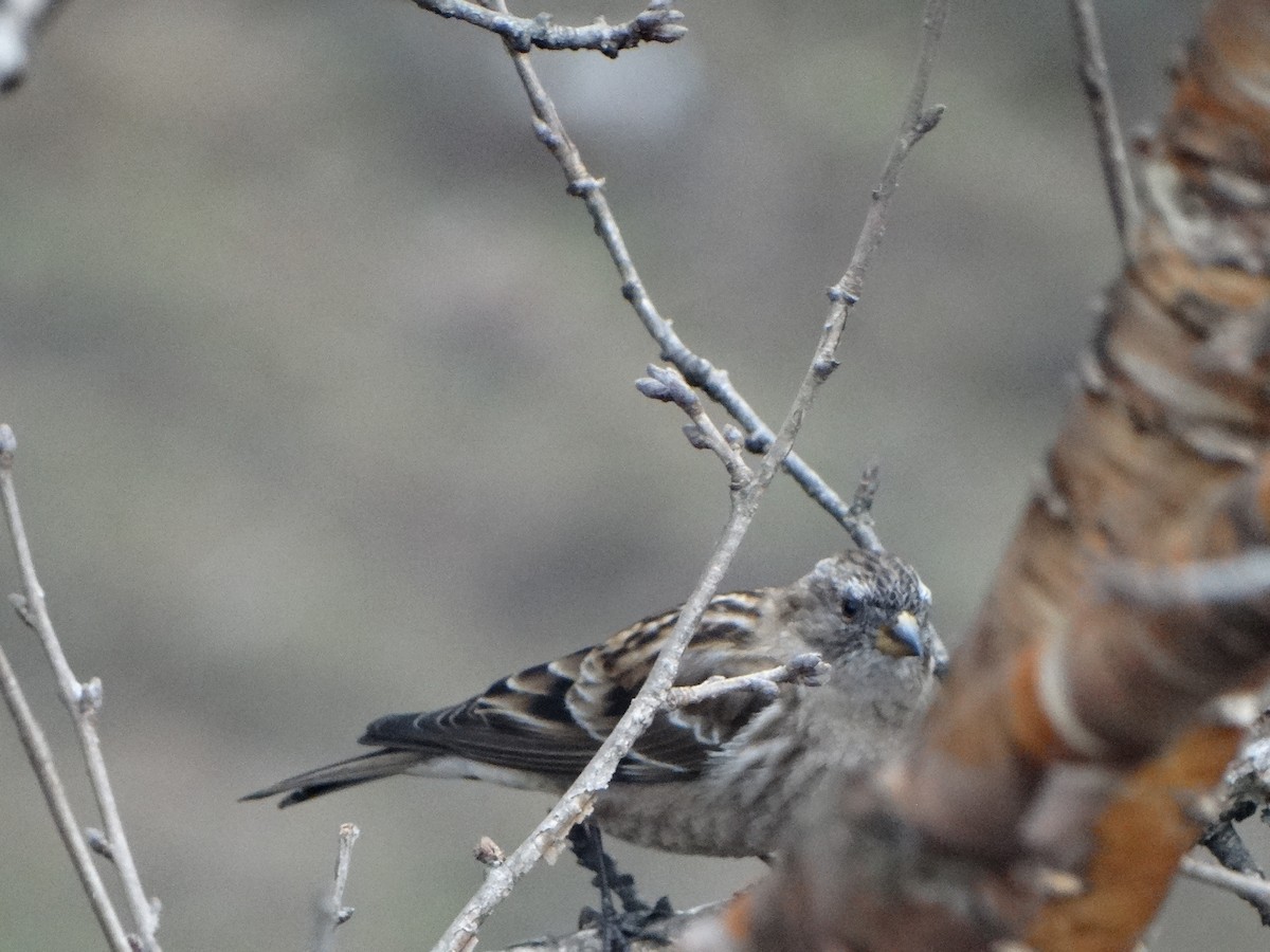 Plain Mountain Finch - ML445117441