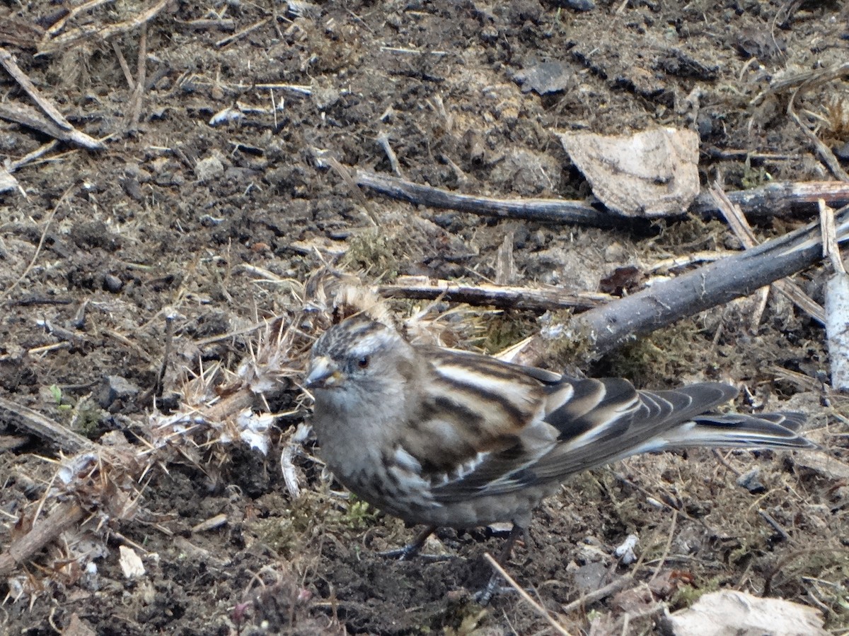 Plain Mountain Finch - ML445117451