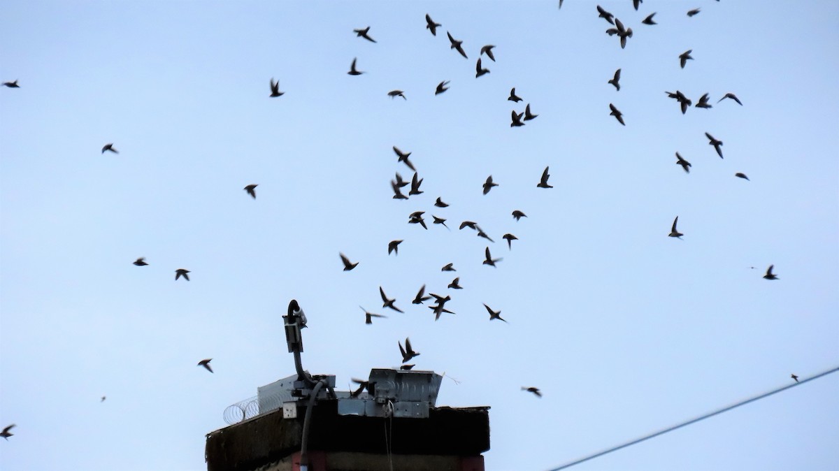 Vaux's Swift - ML445121951