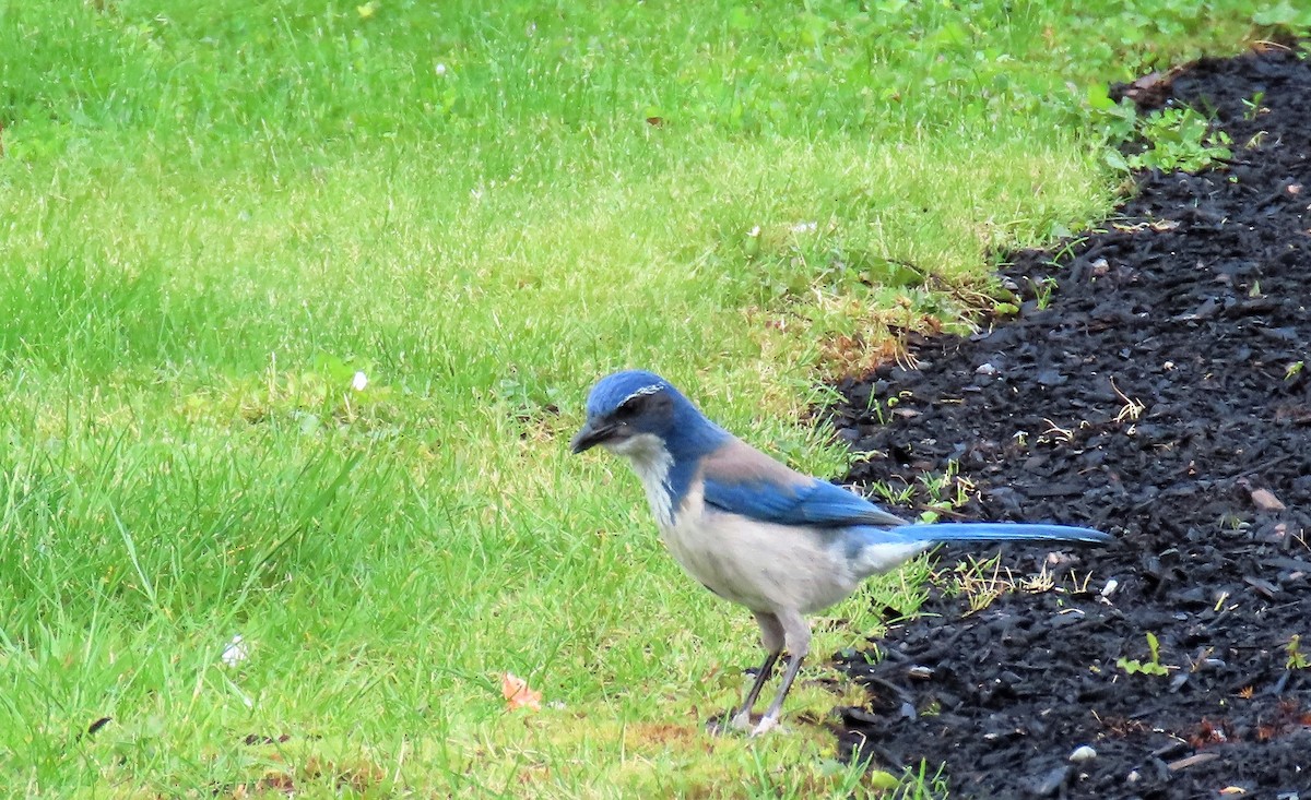 California Scrub-Jay - ML445122551