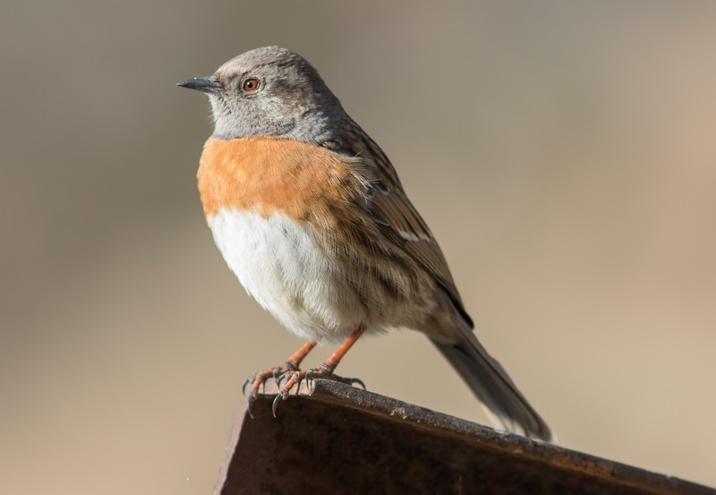 Robin Accentor - ML44512261