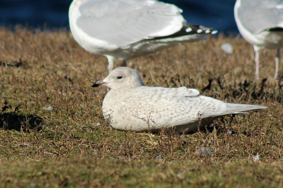 Iceland Gull (kumlieni) - ML44512271